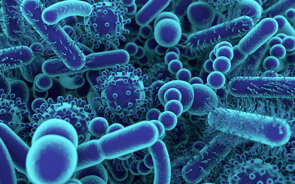 viruses-bacteria-fungi.jpg__PID:05c684c0-bfa2-4d4f-ba61-5472c450c3be